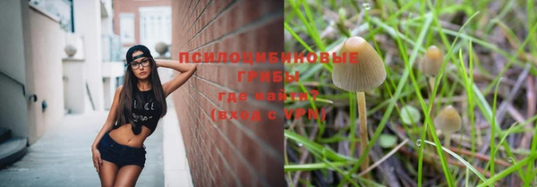 прущие грибы Аркадак